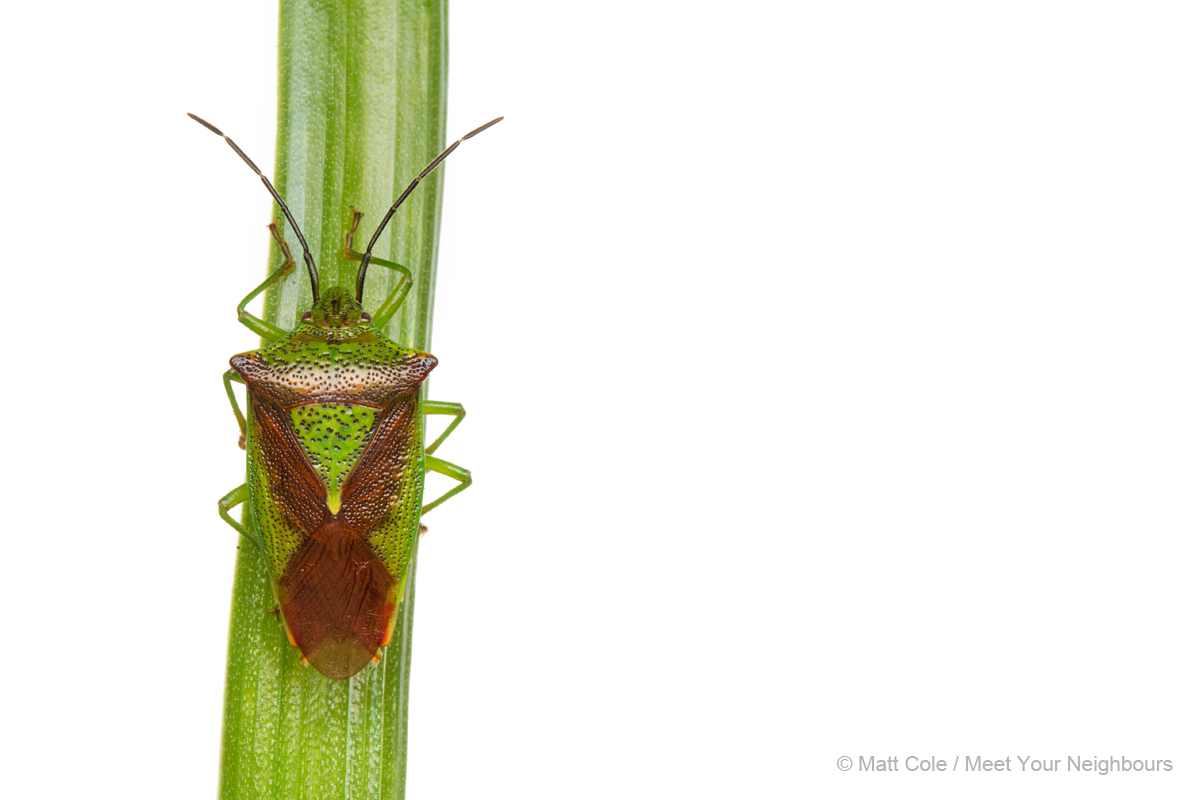 MYN Shieldbug 1